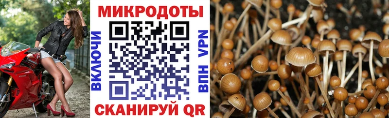 что такое   Бородино  Галлюциногенные грибы Psilocybine cubensis 